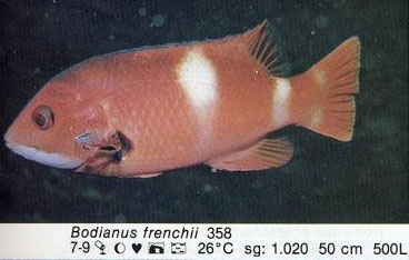 Bodianus frenchii